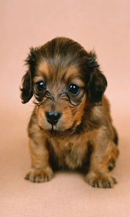 How to get 귀여운 강아지 사진 patch 1.2 apk for pc