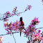 Rainbow Lorikeet