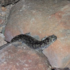 Small-Mouthed Salamander