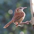 Carolina Wren