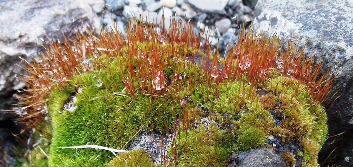 Juniper haircap moss