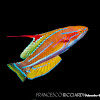 Yellow-Fin Flasher Wrasse
