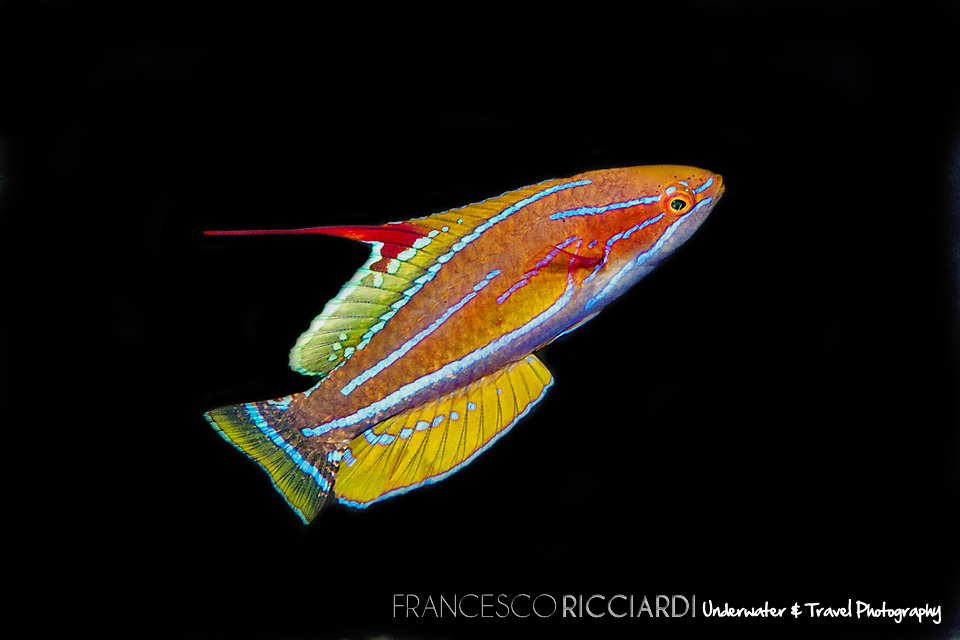 Yellow-Fin Flasher Wrasse
