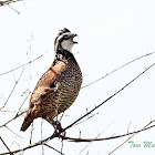 Northern Bobwhite