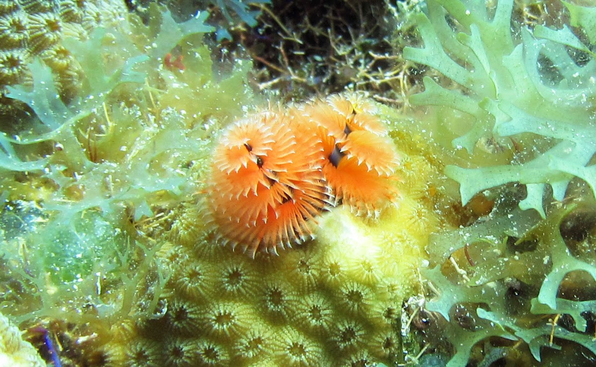 Christmas Tree Feather Worm Project Noah