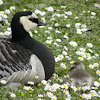 Barnacle goose mom & baby