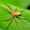 Running Crab Spider