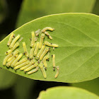 Small Salmon Arab Caterpillars