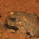 Indian burrowing frog