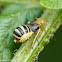 Delphacid planthopper (adult female)