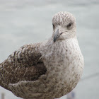 European Herring Gull