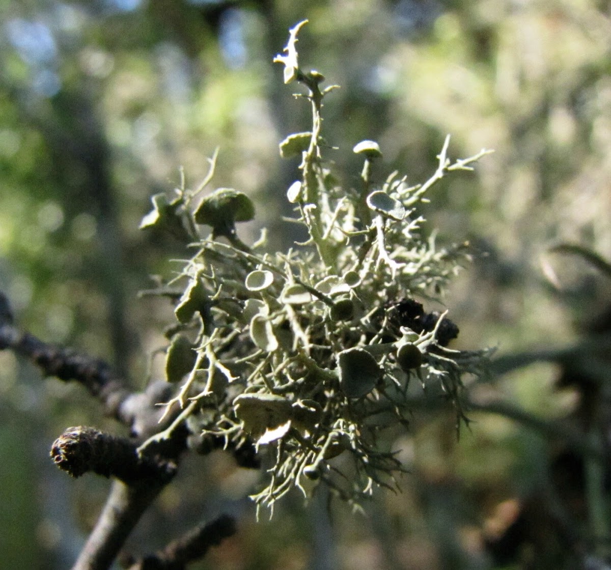 Lichen