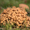 Ringless Honey Fungus
