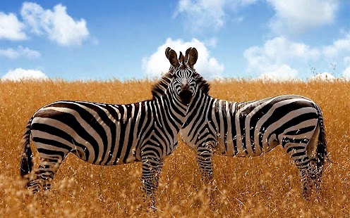 Download Zebra Wallpaper APK for PC