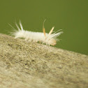 Sycamore Tussock Moth