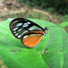 Ithomiini Butterfly - Mariposa