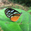 Ithomiini Butterfly - Mariposa