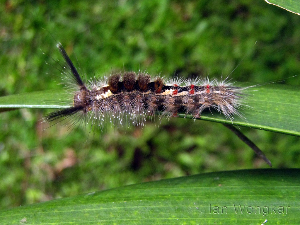 Tussock Moth caterpillar