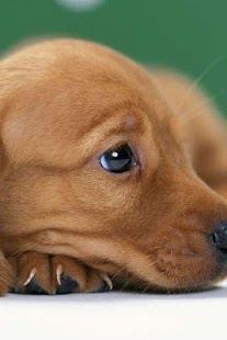 How to download Dachshund Puzzle lastet apk for bluestacks