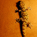 Bibron's Gecko