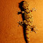 Bibron's Gecko
