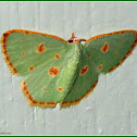 Comostola Emerald Moth