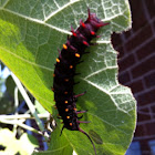 Pipevine Swallowtail Caterpillar