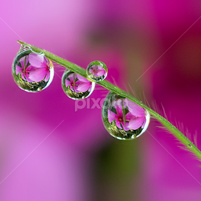 Natural drops by Citra Hernadi - Nature Up Close Natural Waterdrops