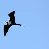 Magnificent Frigatebird (female)