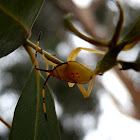Eucalyptus tip-wilter bug nymph
