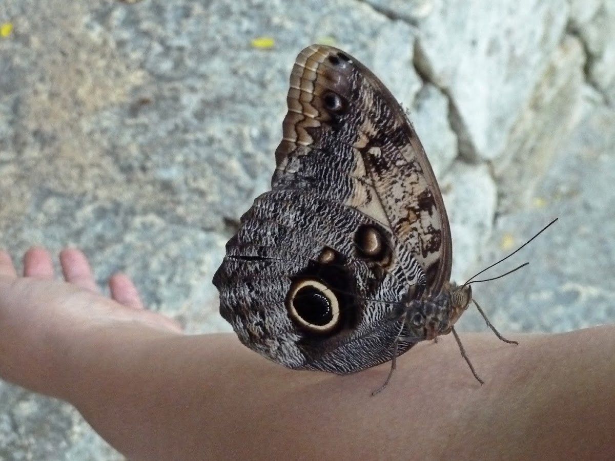 (Giant) Owl, or Pale Owl Butterfly