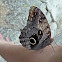 (Giant) Owl, or Pale Owl Butterfly