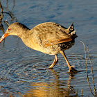 Clapper rail