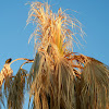 Starling on palm frond