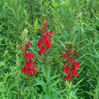 Cardinal flower