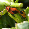 Cotton Stainer