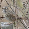 Lincoln's Sparrow