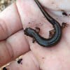 Northern two lined salamander