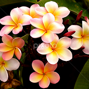 Pink Frangipani 66 by Mark Zouroudis - Flowers Flowers in the Wild
