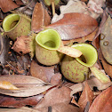 Jungle pot pitcher plant