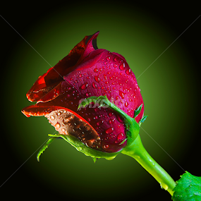 by Chandra Mouli Roy Chowdhury - Flowers Flower Buds