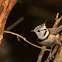 European Crested Tit