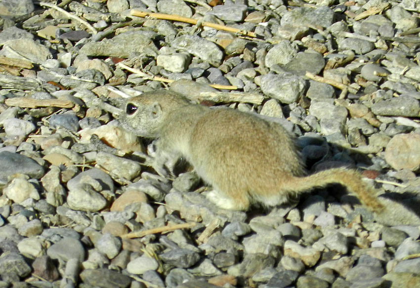Round-tail Ground Squirrel