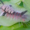 Tussock moth caterpillar?