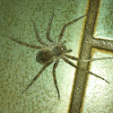 Dark fishing Spider