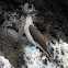 Blue-footed Booby