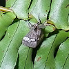 White-barred Gypsy Moth