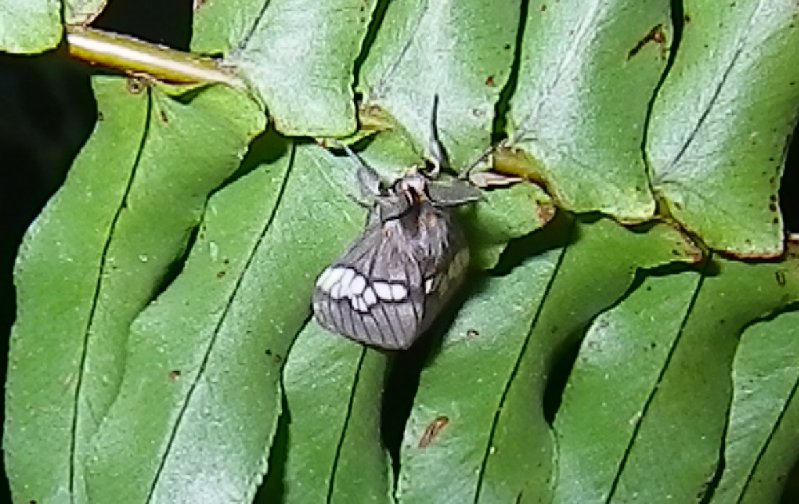 White-barred Gypsy Moth