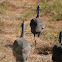 Helmeted Guineafowl