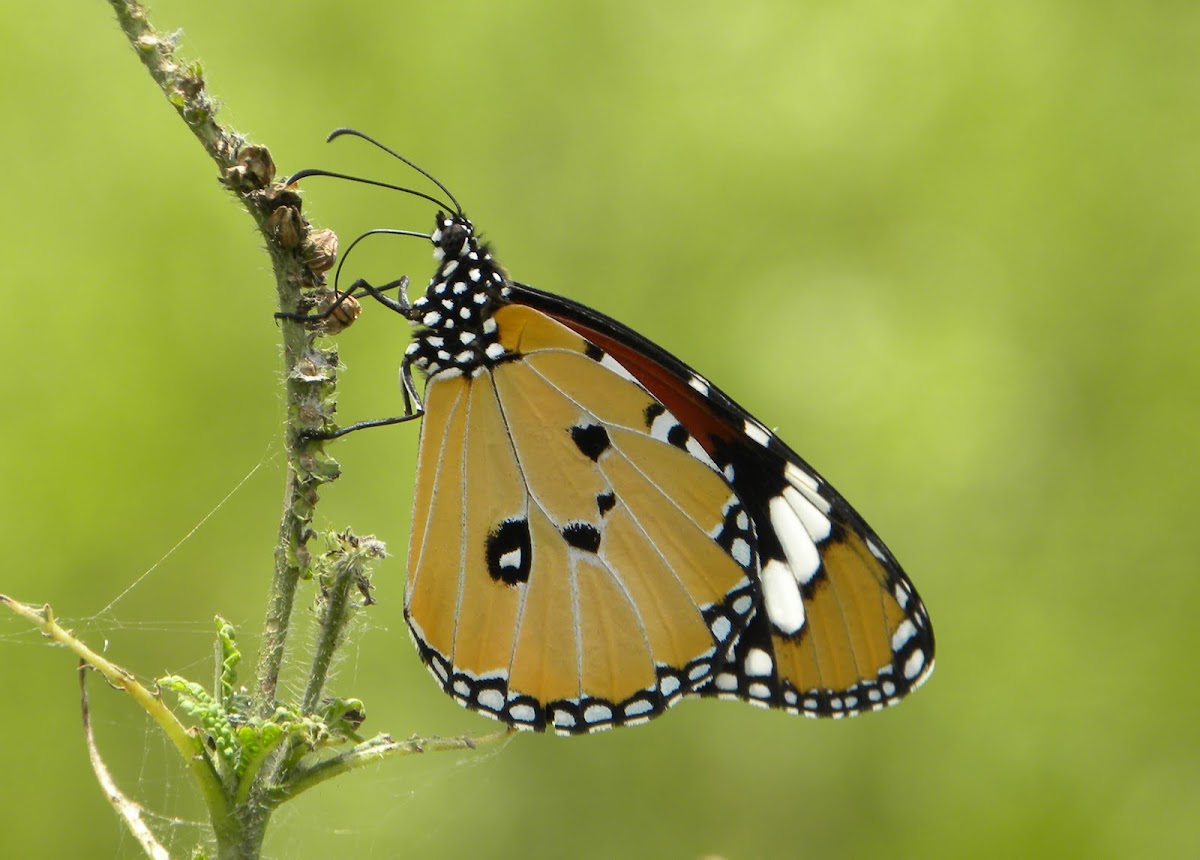 Plain Tiger